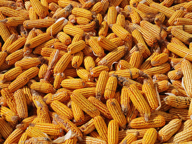 嘔吐毒素檢測(cè)方法