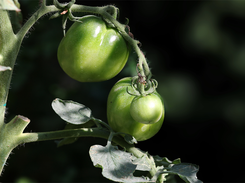 土壤養(yǎng)分檢測儀靠譜嗎（土壤養(yǎng)分檢測儀特點(diǎn)）