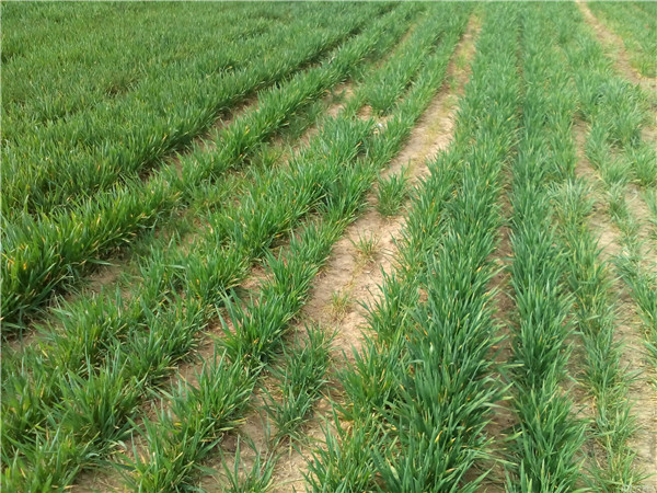 土壤養(yǎng)分速測儀應(yīng)用具有重大意義