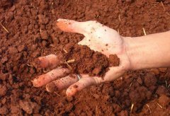 土壤墑情監(jiān)測儀確保作物健康生長