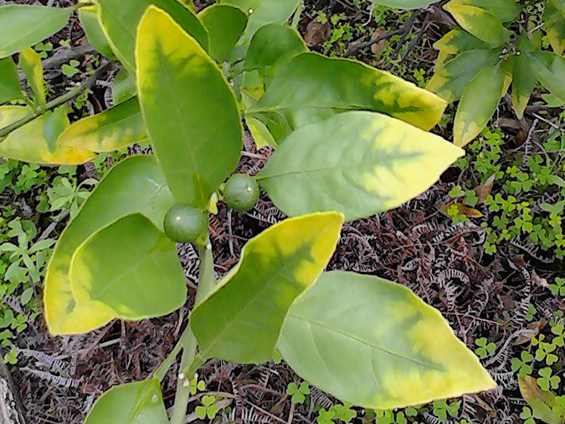 植物營養(yǎng)測定儀 20.jpg