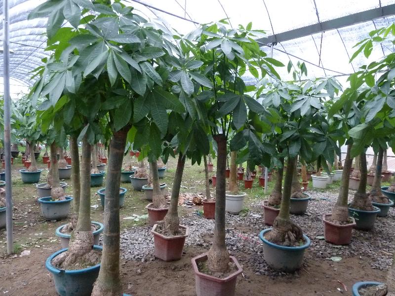 發(fā)財(cái)樹的生長(zhǎng)需要哪些因素